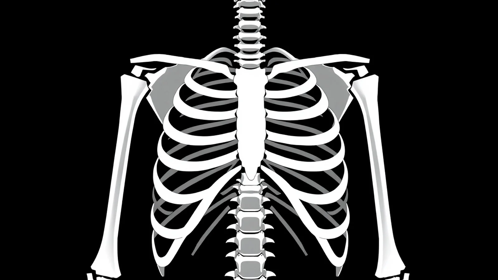 anatomia das costelas humanas