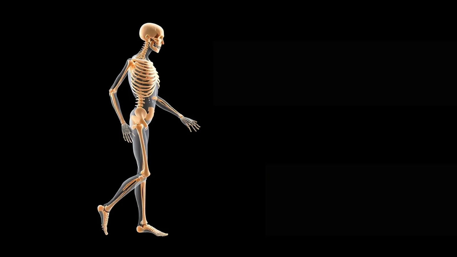 Sistema Locomotor: Estrutura, Funções e Cuidados