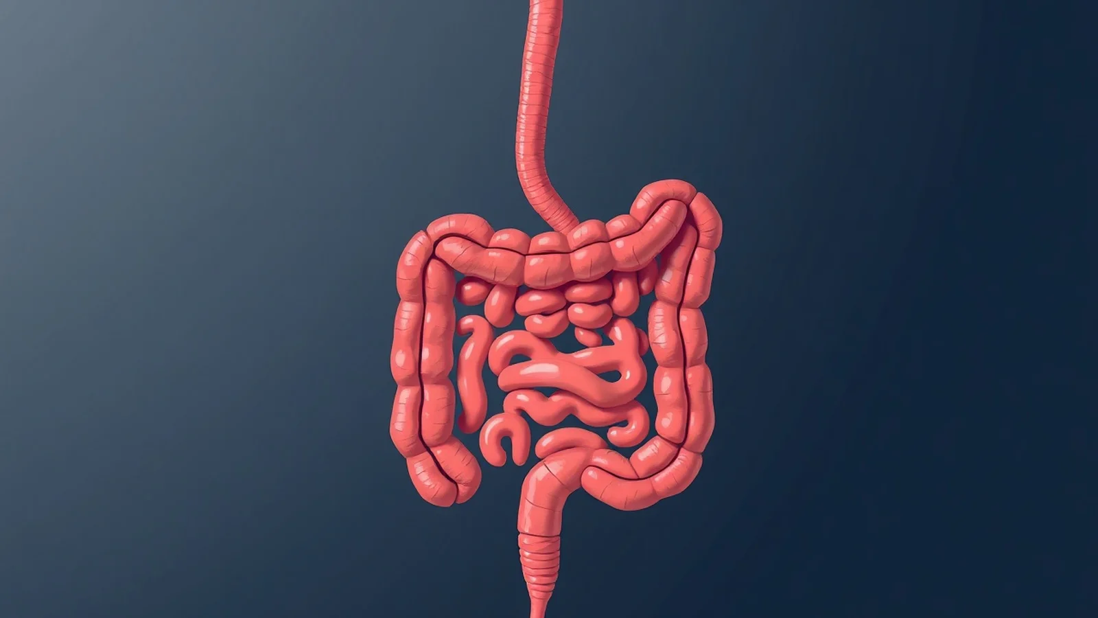 Intestino Delgado: Funções, Estrutura e Saúde
