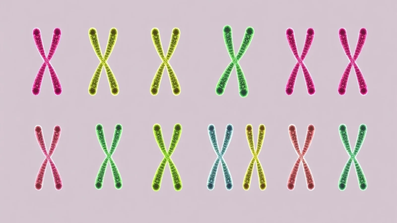 Células Diploides Haploides: Entenda a Ploidia
