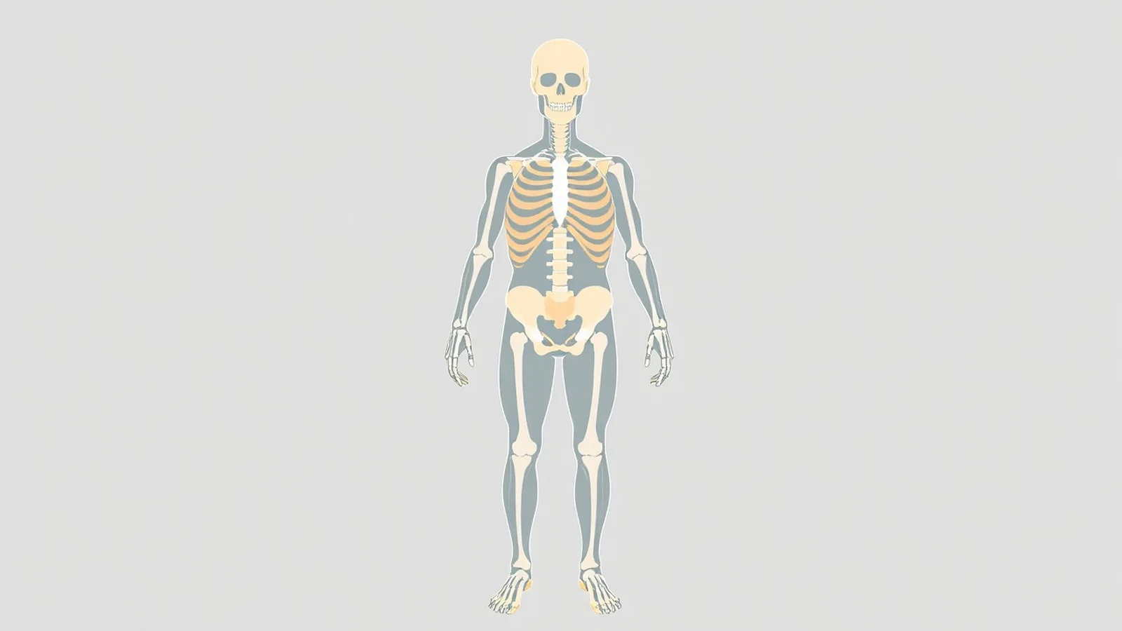 Corpo Humano: Sistemas, Órgãos e Funções Vitais