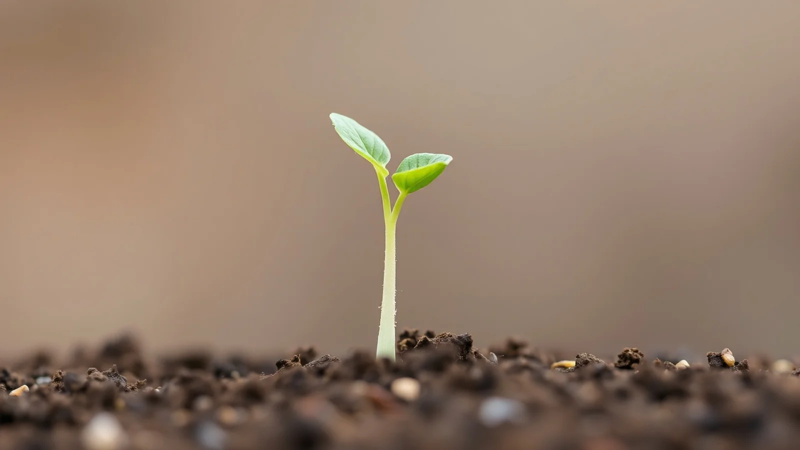 germinacao de sementes