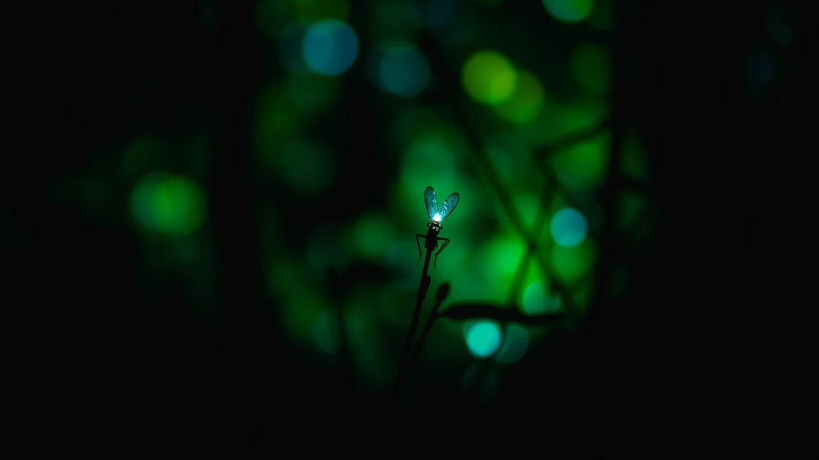 A Luz Vagalume: Como Funciona a Bioluminescência