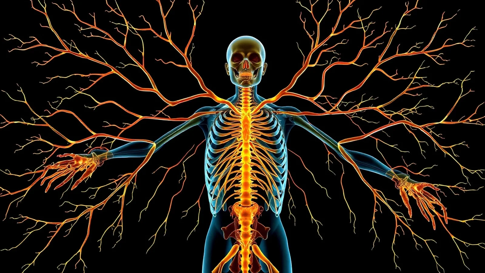 Nervos: Funções, Tipos e Cuidados Essenciais