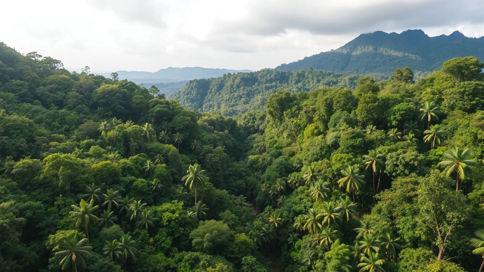 Floresta Equatorial: Clima, Biodiversidade e Ameaças