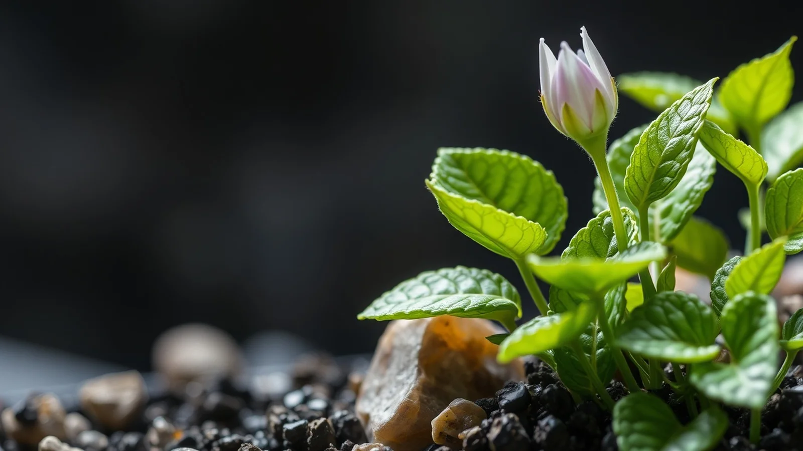 Substâncias Naturais: Origem, Tipos e Aplicações